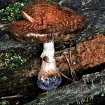 Fungus T(h)ree Fungus T(h)ree