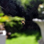 Lyrical Arachne Lyrical Arachne