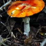 Fungus T(w)oo Fungus T(w)oo