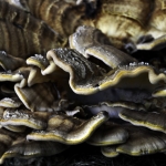 Woodwave Woodwave