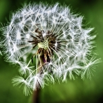 Dandelion Dandelion