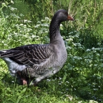 A Duck's Freedom A Duck's Freedom