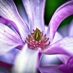 A Flower's Prayer A Flower's Prayer