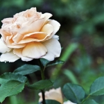 Tender Rose Tender Rose
