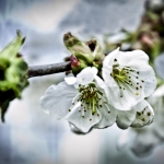 Cherry Blossom Spring Cherry Blossom Spring