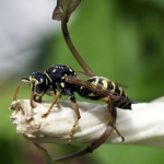 Wasp Wasp