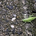 Grasshopper Grasshopper