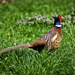 Pheasant Pheasant