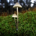 Herfst Herfst