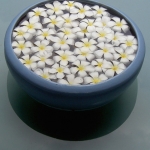 Plumeria obtusa Plumeria obtusa