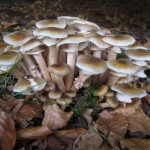 Paddenstoelen Paddenstoelen