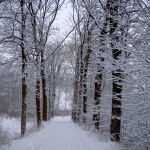 Besneeuwd bos Besneeuwd bos