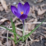 Krokus Krokus