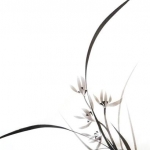 Orchidee Orchidee