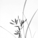 Orchidee Orchidee