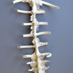 2012-12/01 2012-12/01