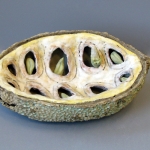 Nux Fructus Nux Fructus