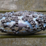 Anemoon Blauw (2) Anemoon Blauw (2)