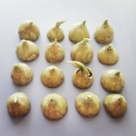 Bulbs Bulbs
