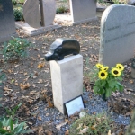 Everzwijn Everzwijn