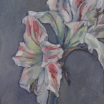 Amaryllis-2 Amaryllis-2