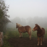 Paarden in de mist Paarden in de mist