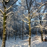 Zonnige winterdag Zonnige winterdag