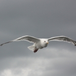 Vogelvlucht 1 Vogelvlucht 1