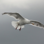 Vogelvlucht 2 Vogelvlucht 2