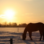 Sneeuw Sneeuw