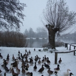 Witte deken Witte deken