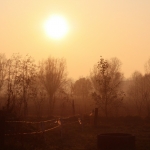 De bomen vangen de zon De bomen vangen de zon