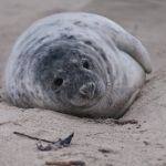 Zeehonden 1 Zeehonden 1