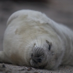 Zeehonden 2 Zeehonden 2