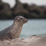 Zeehonden 3 Zeehonden 3