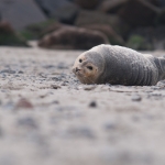 Zeehonden 4 Zeehonden 4