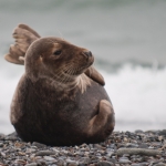 Zeehonden 5 Zeehonden 5