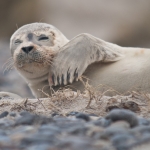 Zeehonden 6 Zeehonden 6