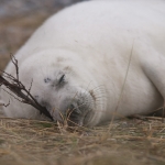 Zeehonden 7 Zeehonden 7