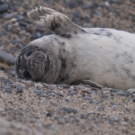 Zeehonden 8 Zeehonden 8