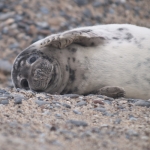 Zeehonden 9 Zeehonden 9