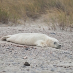 Zeehonden 10 Zeehonden 10