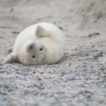 Zeehonden 11 Zeehonden 11