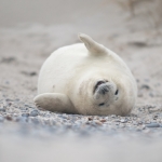 Zeehonden 12 Zeehonden 12