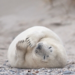 Zeehonden 13 Zeehonden 13