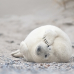 Zeehonden 14 Zeehonden 14