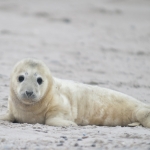 Zeehonden 15 Zeehonden 15
