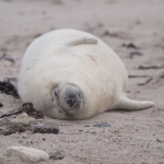 Zeehonden 16 Zeehonden 16