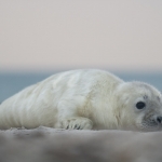 Zeehonden 17 Zeehonden 17