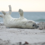 Zeehonden 18 Zeehonden 18